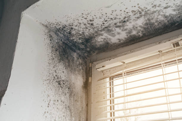 Affordable Mold Remediation solutions in Portsmouth, VA