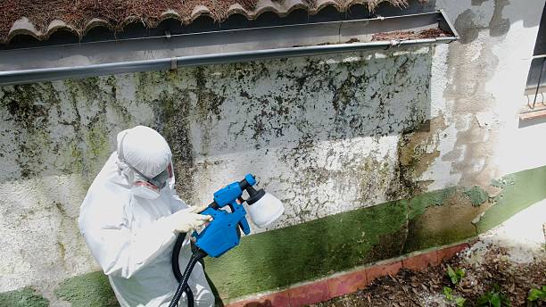 Top rated local Mold Remediation specialists in Portsmouth, VA